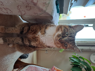 Miminou