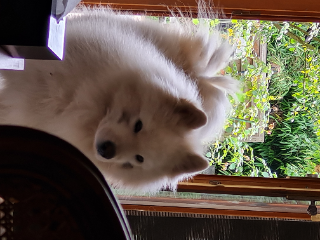 Loko