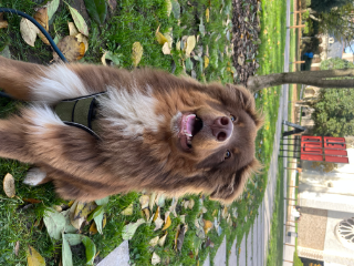 Ulke