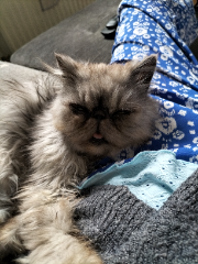 Mimi chat