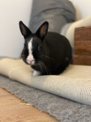Bonnie