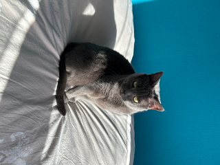 Laïka