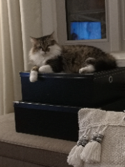 Minette