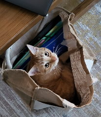 Taz