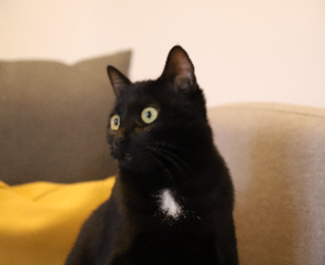 Bobine