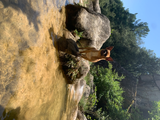 Simba