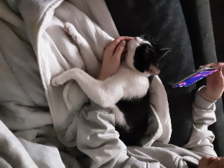 Lem