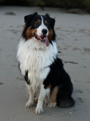 Tango