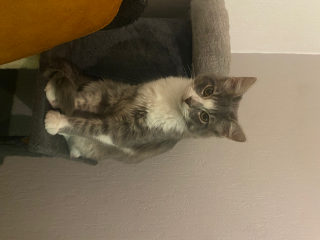 Felix