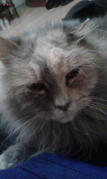 Élvira