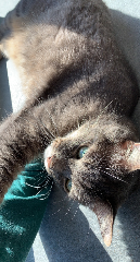 Merlin