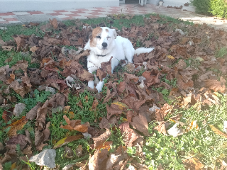Louna