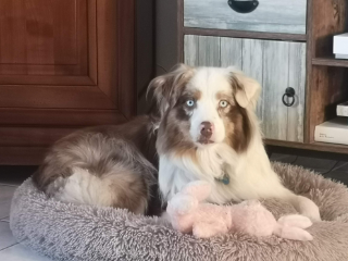 LUMI