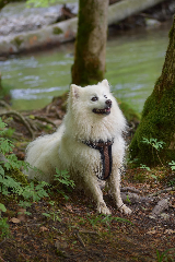 Heiko