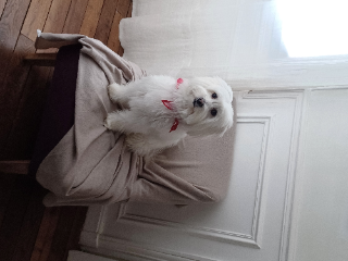 Milou