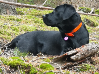 TOBI