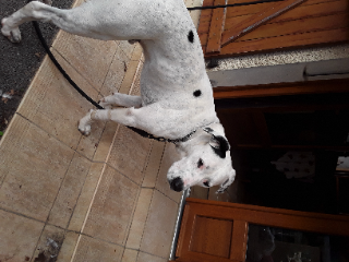 Junior