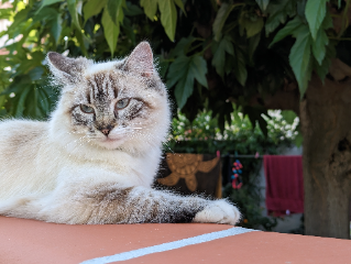 Leïa