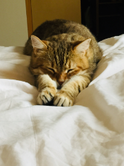 Minette