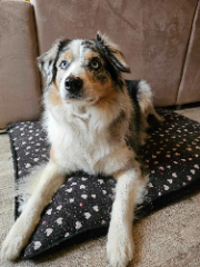 Pippa