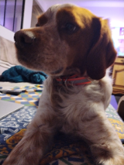 Otis