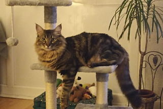 Caïus