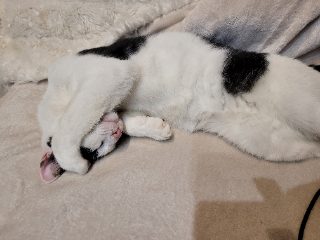 Ferdinand