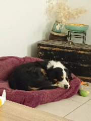 Léo