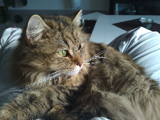 Flamby