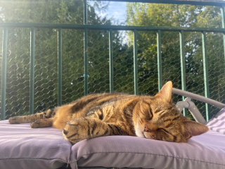 Chouquette