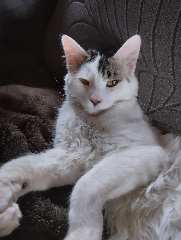 Merlin