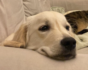 Heidi