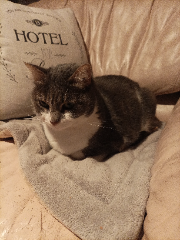 Plumette