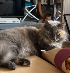 mimi