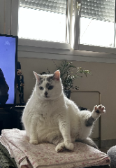 Yuki