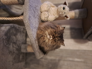 Litchee