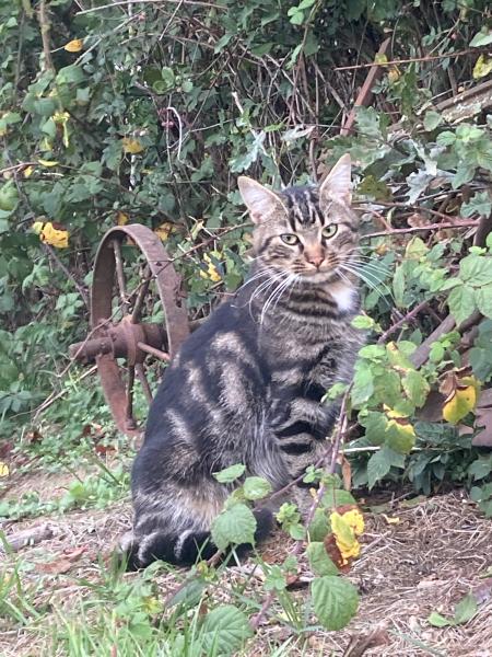 Merlin