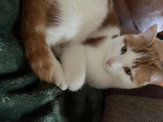 Peanut