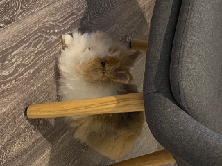 Nini