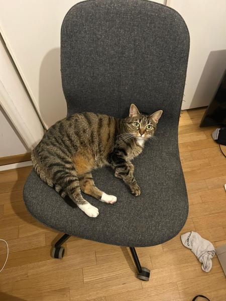 Minou