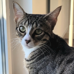Mitsou