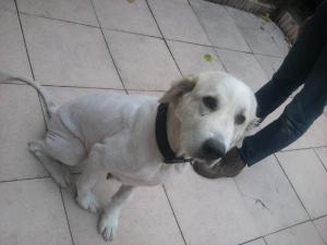Bambou