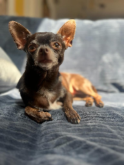 Millie