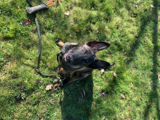Ulko