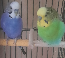 Pablo &amp; Dahli