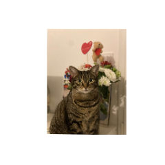 Mia
