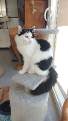 Oscar