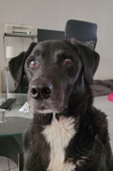 FILOU