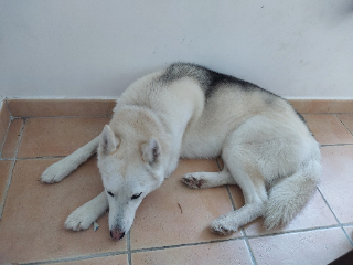 Pepper