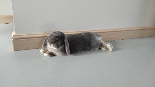Merlin